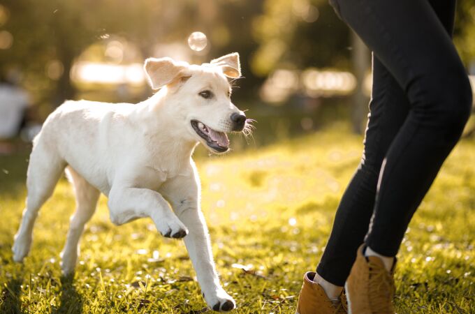 Qué significa cuando tu perro te sigue a todas partes: las 3 razones desconocidas por las que lo hacen 