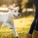 Qué significa cuando tu perro te sigue a todas partes: las 3 razones desconocidas por las que lo hacen 