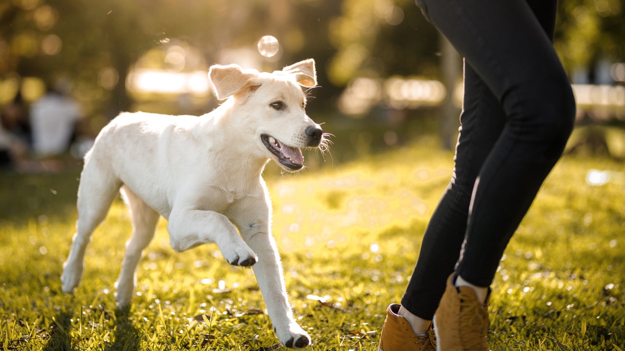 ¡Cuidado con las Moscas! Por Qué la Obsesión de tu Perro Podría Ser Peligrosa