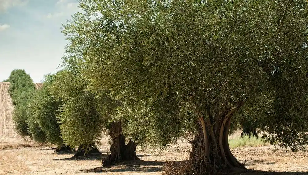 Olivo