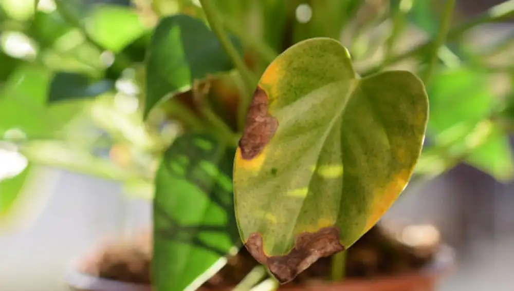 Limonero en jardín: la solución rápida a las hojas secas y amarillas