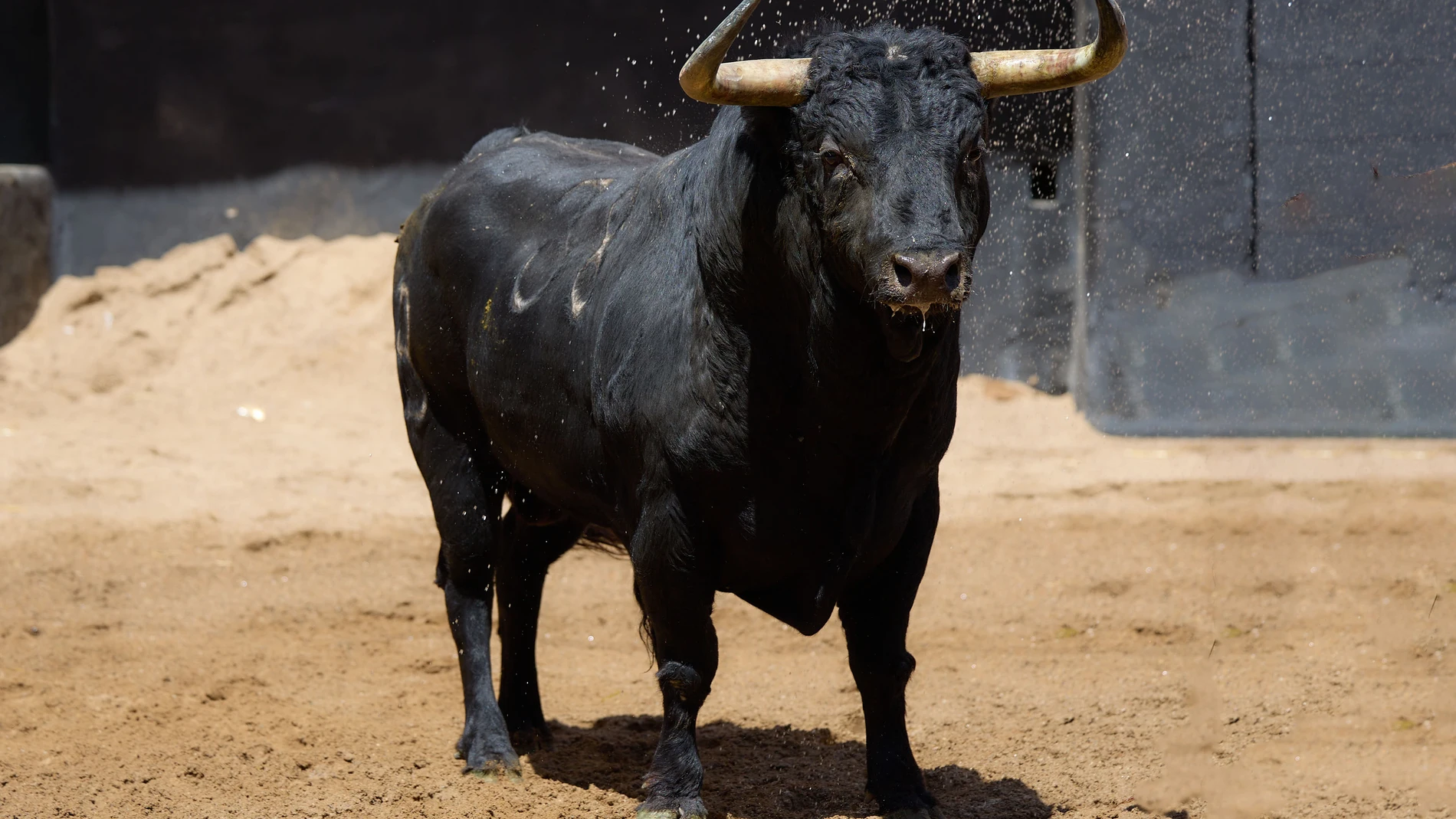 "Bullidor", nº 38