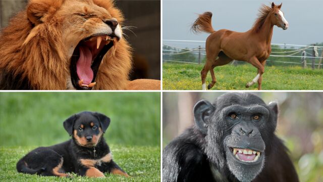 El animal que te representa según tu año de nacimiento 