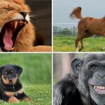 El animal que te representa según tu año de nacimiento 