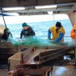 Dentro del buque en el que navegamos a través del mar de Noruega para pescar bacalao skrei. Pescadores trabajan con redes en la jornada de pesca
