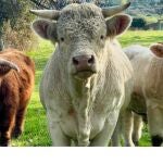 Ni Zoo ni Safari: este es el único lugar donde ver vacas escocesas a menos de una hora de Madrid