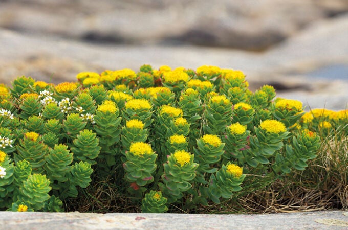 Los mejores suplementos de Rhodiola Rosea: energía, equilibrio emocional y resistencia al estrés en formato natural