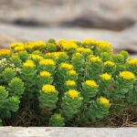 Los mejores suplementos de Rhodiola Rosea: energía, equilibrio emocional y resistencia al estrés en formato natural