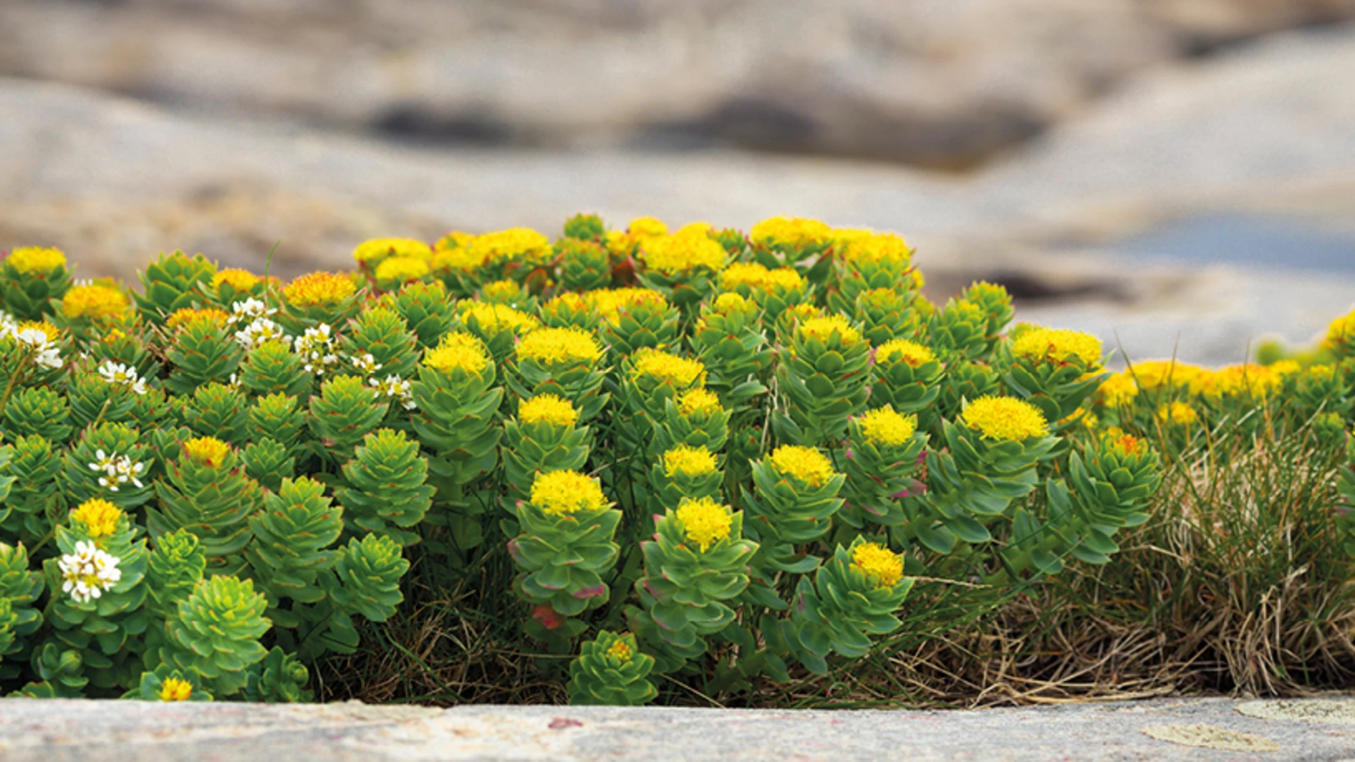 Rhodiola Rosea