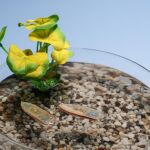 Biodegradable, nutritivo y con una misión