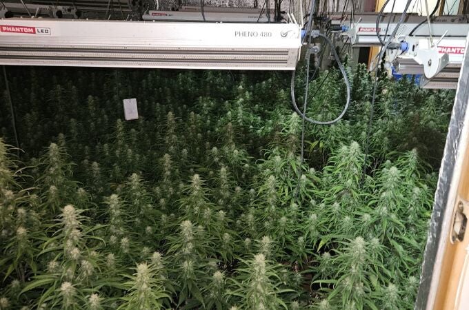 Sucesos.- Policía Nacional desmantela dos plantaciones 'indoor' en Talavera con cerca de 1.000 plantas de marihuana