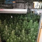 Sucesos.- Policía Nacional desmantela dos plantaciones 'indoor' en Talavera con cerca de 1.000 plantas de marihuana