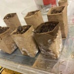 Un jardinero se preocupa tras intentar usar rollos de papel higiénico para las plántulas: "Soy bastante nuevo en jardinería"