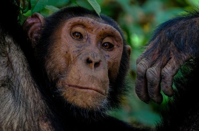 Chimpancé mirando a cámara