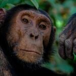 Chimpancé mirando a cámara