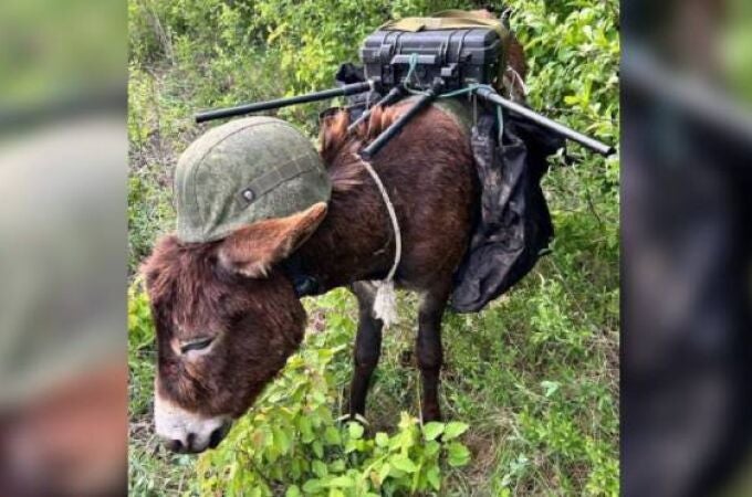 El arma más insólita de Rusia en Ucrania: un burro antidrones con casco.