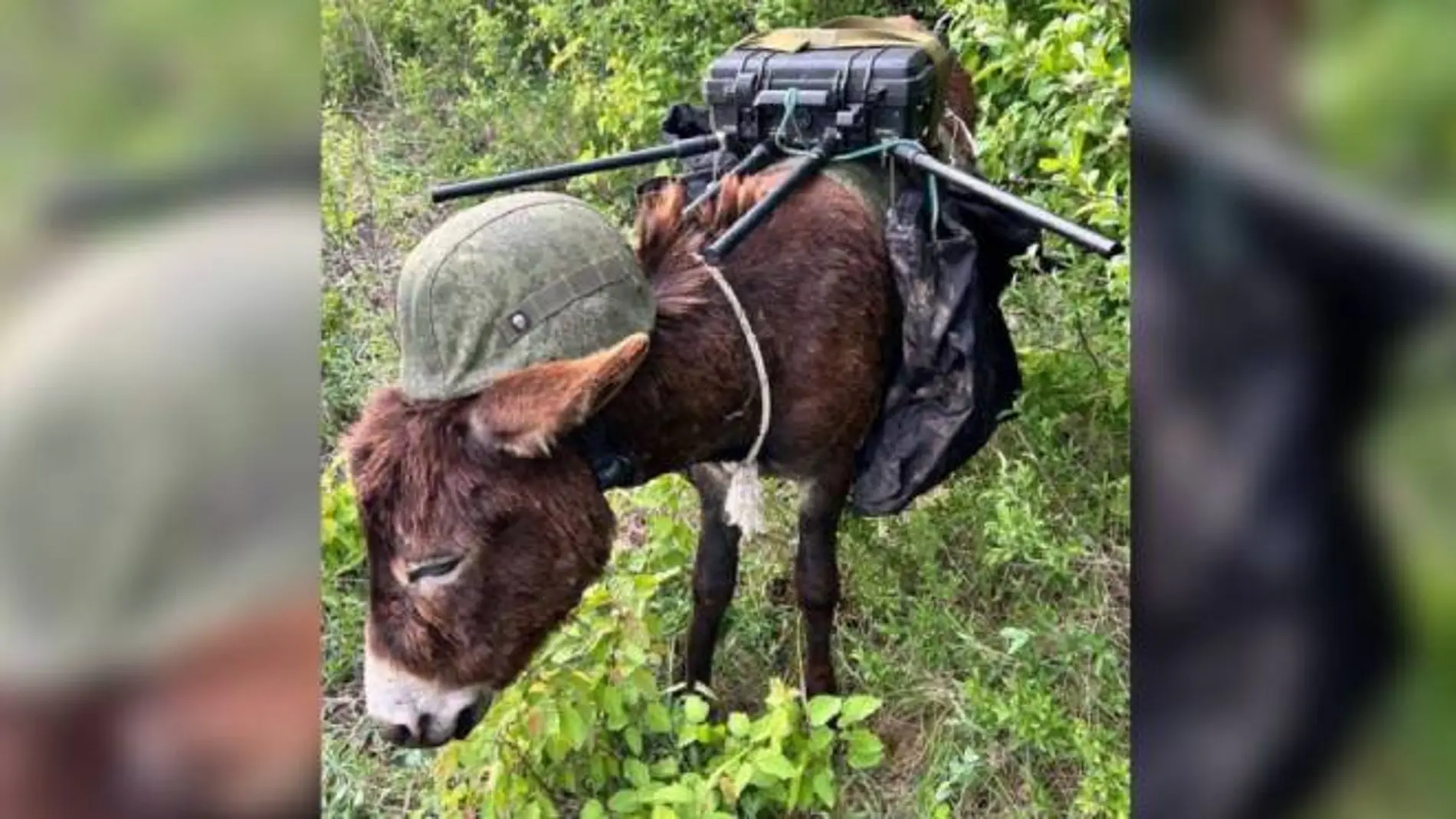 El arma más insólita de Rusia en Ucrania: un burro antidrones con casco.