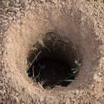 ¿Tienes agujeros en tu jardín? Así puedes identificar de qué animal se trata