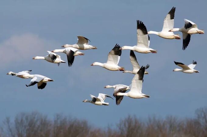 El Día Mundial de las Aves Migratorias 
