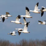 El Día Mundial de las Aves Migratorias 