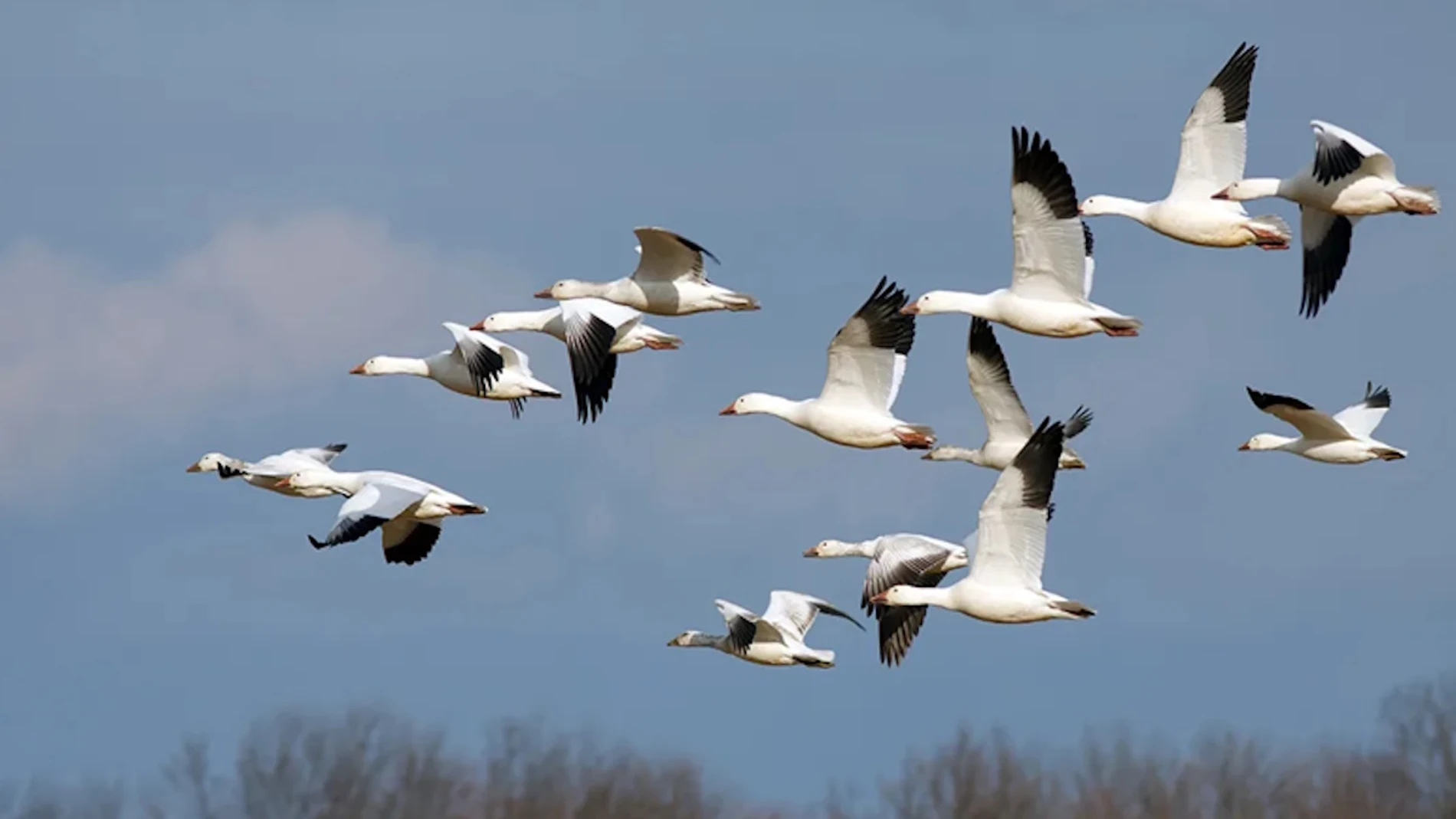 Aves migragorias