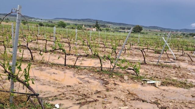 El temporal vuelve a azotar a los agricultores valencianos: 40 millones de pérdidas en 13.000 hectáreas afectadas
