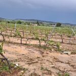 El temporal vuelve a azotar a los agricultores valencianos: 40 millones de pérdidas en 13.000 hectáreas afectadas