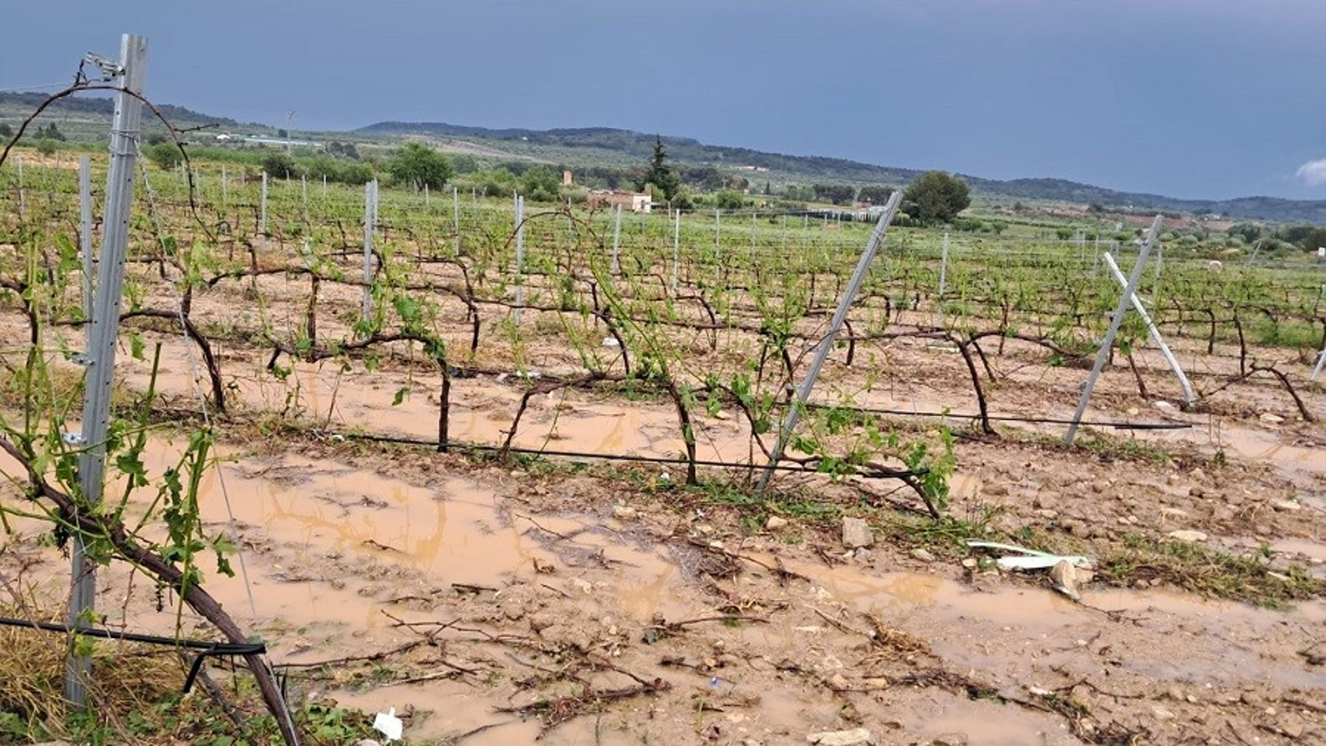 El temporal vuelve a azotar a los agricultores valencianos: 40 millones de pérdidas en 13.000 hectáreas afectadas
