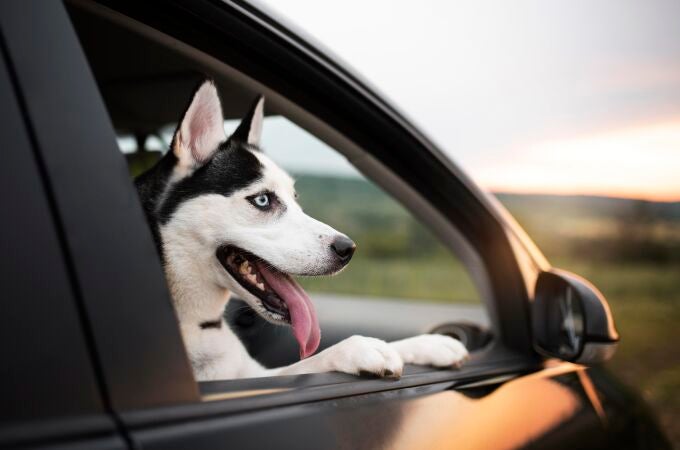 El truco que debes saber si tu perro se marea en el coche