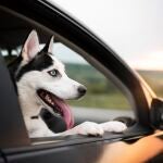 El truco que debes saber si tu perro se marea en el coche