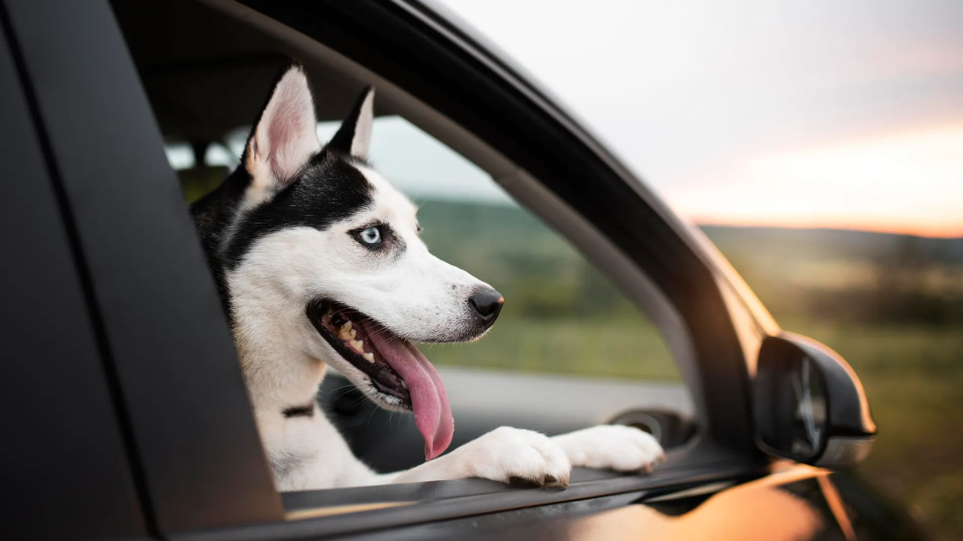 El truco que debes saber si tu perro se marea en el coche