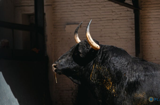 Estos son los espectaculares toros de Victoriano del Río para descorchar la feria de San Isidro