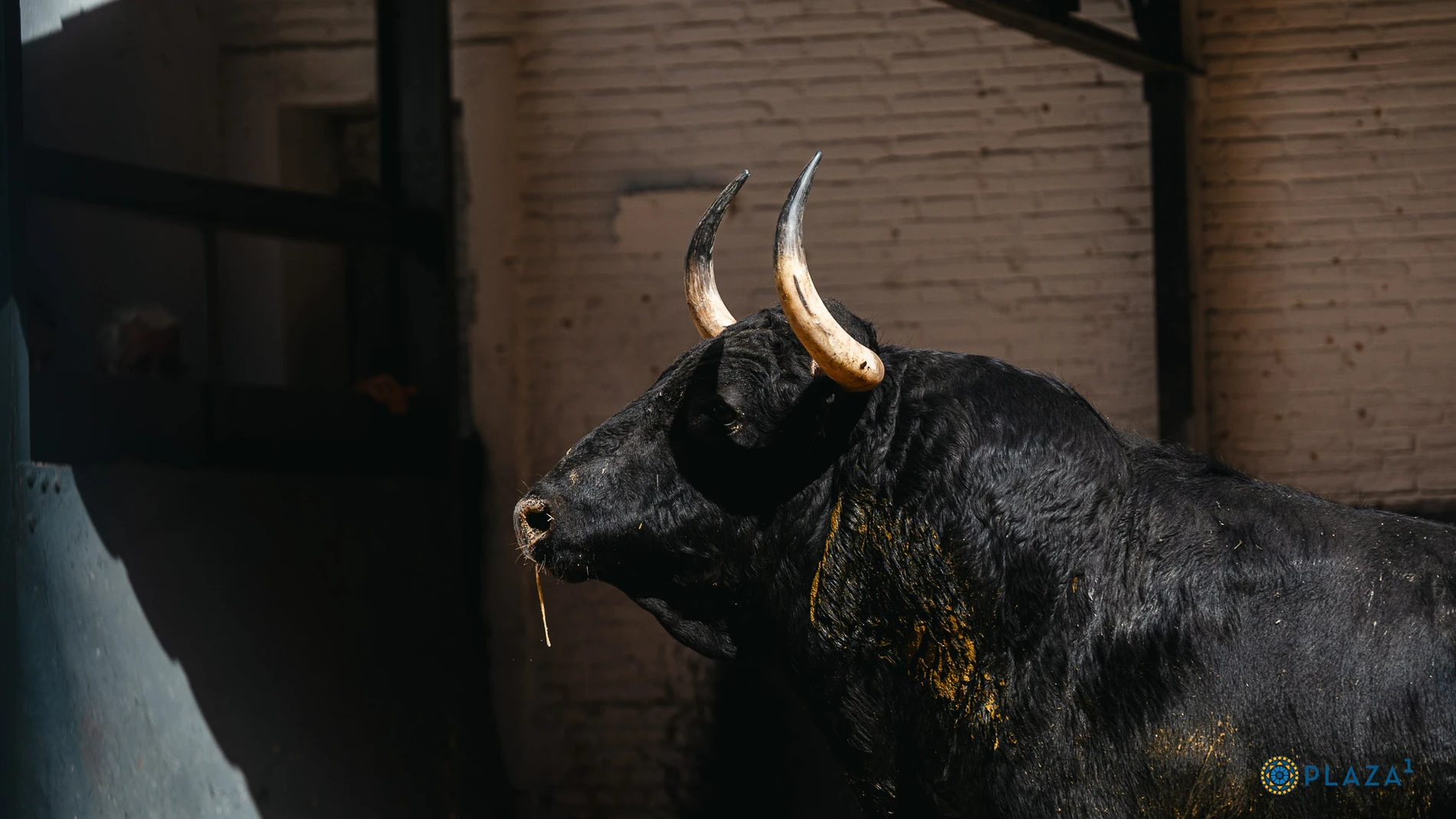 Estos son los espectaculares toros de Victoriano del Río para descorchar la feria de San Isidro