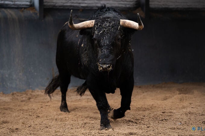 Estos son los pavorosos toros de José Enrique Fraile de Valdefresno para el día del santo patrón de Madrid