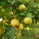 ¿Cómo se llama el árbol del membrillo? Este es su nombre y muy pocos lo conocen