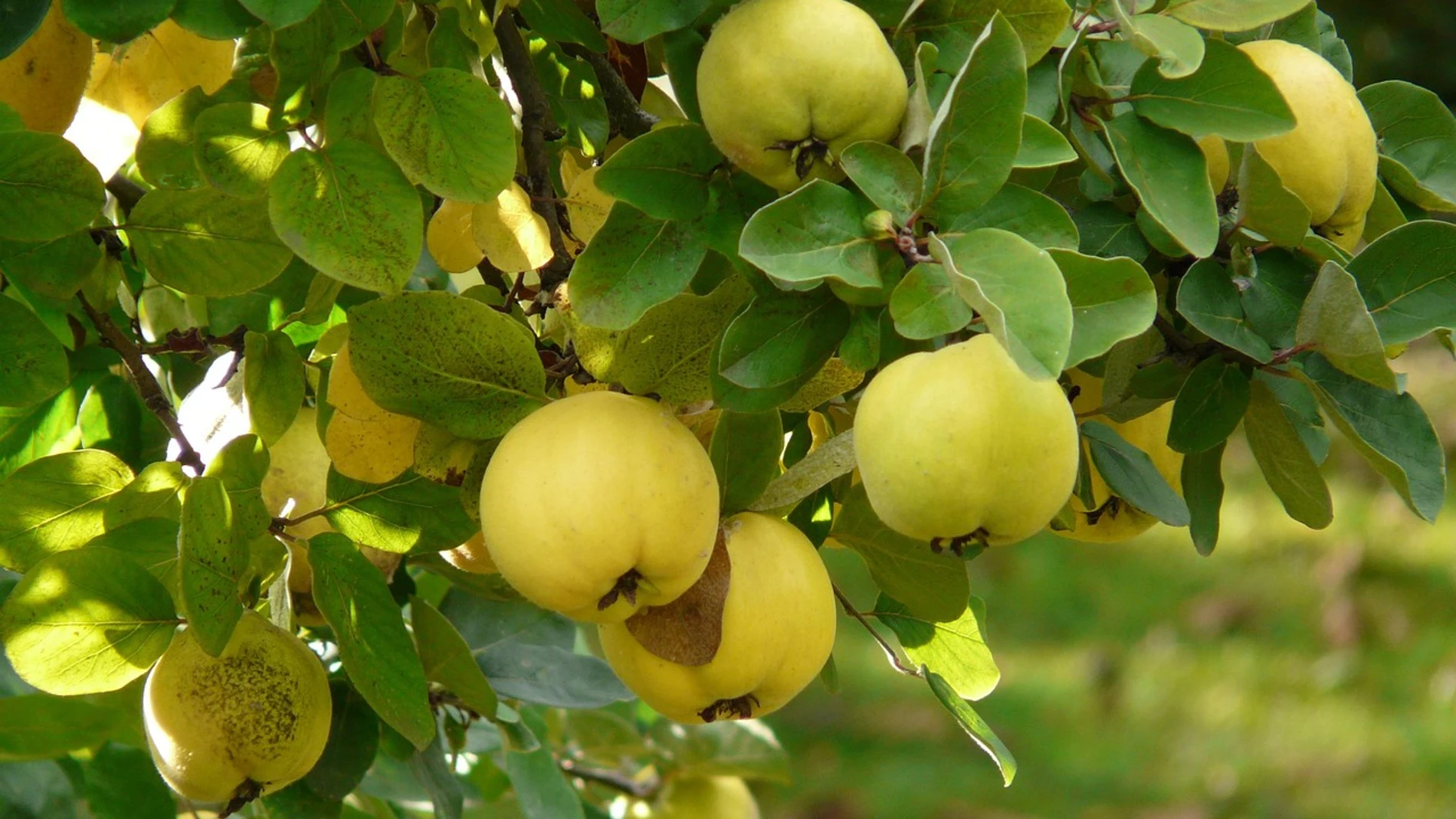 ¿Cómo se llama el árbol del membrillo? Este es su nombre y muy pocos lo conocen
