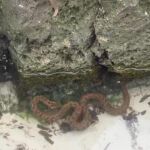 Una serpiente acuática avistada en Menorca