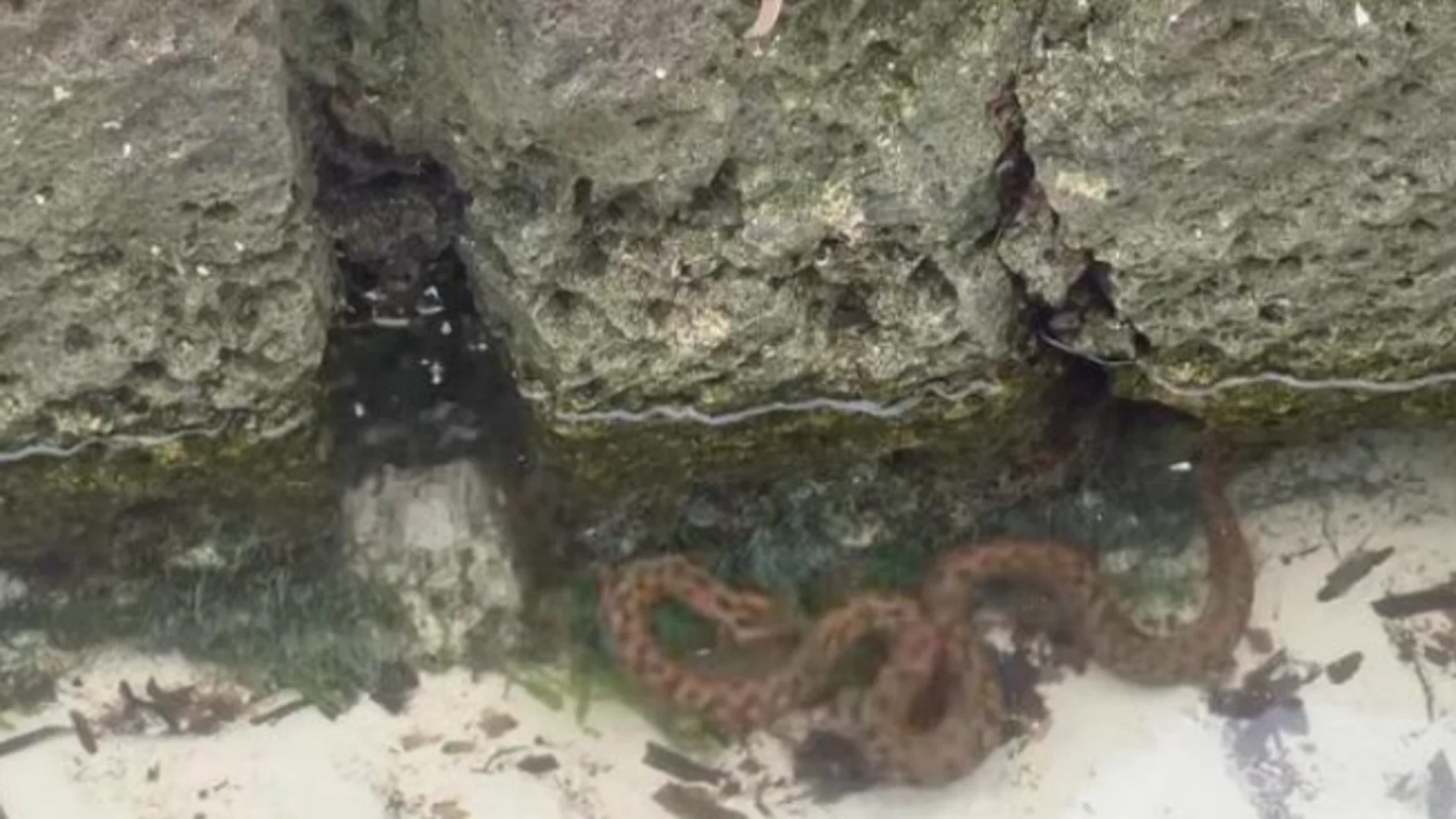 Una serpiente acuática avistada en Menorca