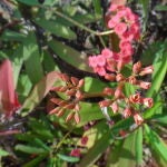 La planta que crece como un gran árbol y es un tesoro por sus propiedades anticancerígenas
