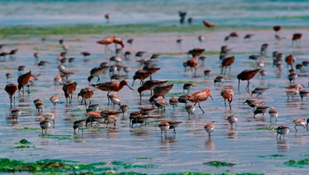 Aves en el Complejo Intermareal Umia–O Grove