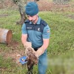 La Guardia Civil rescata un águila ratonera atrapada en un alambre de espino en El Pedroso