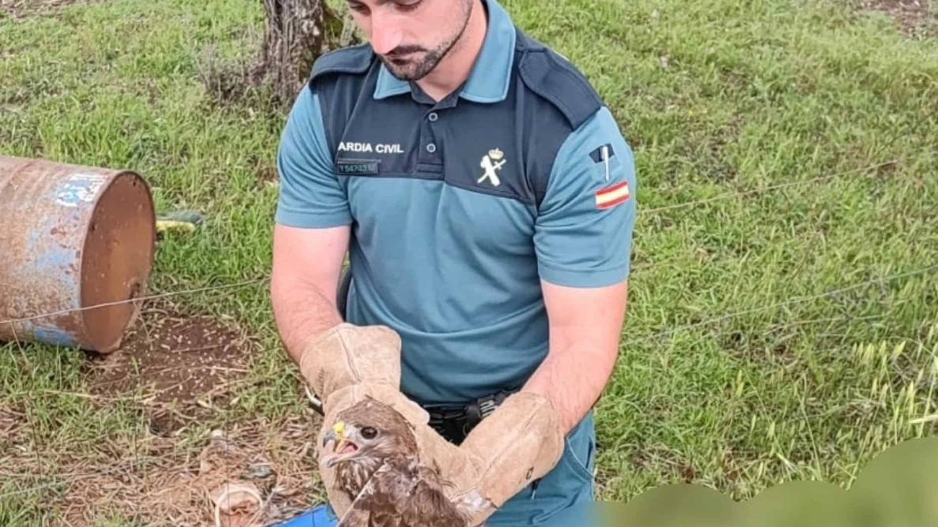 La Guardia Civil rescata un águila ratonera atrapada en un alambre de espino en El Pedroso