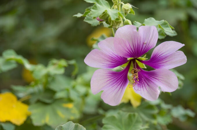 Malva acerifolia, una de las plantas propuestas para combatir el calor urbano en Canarias