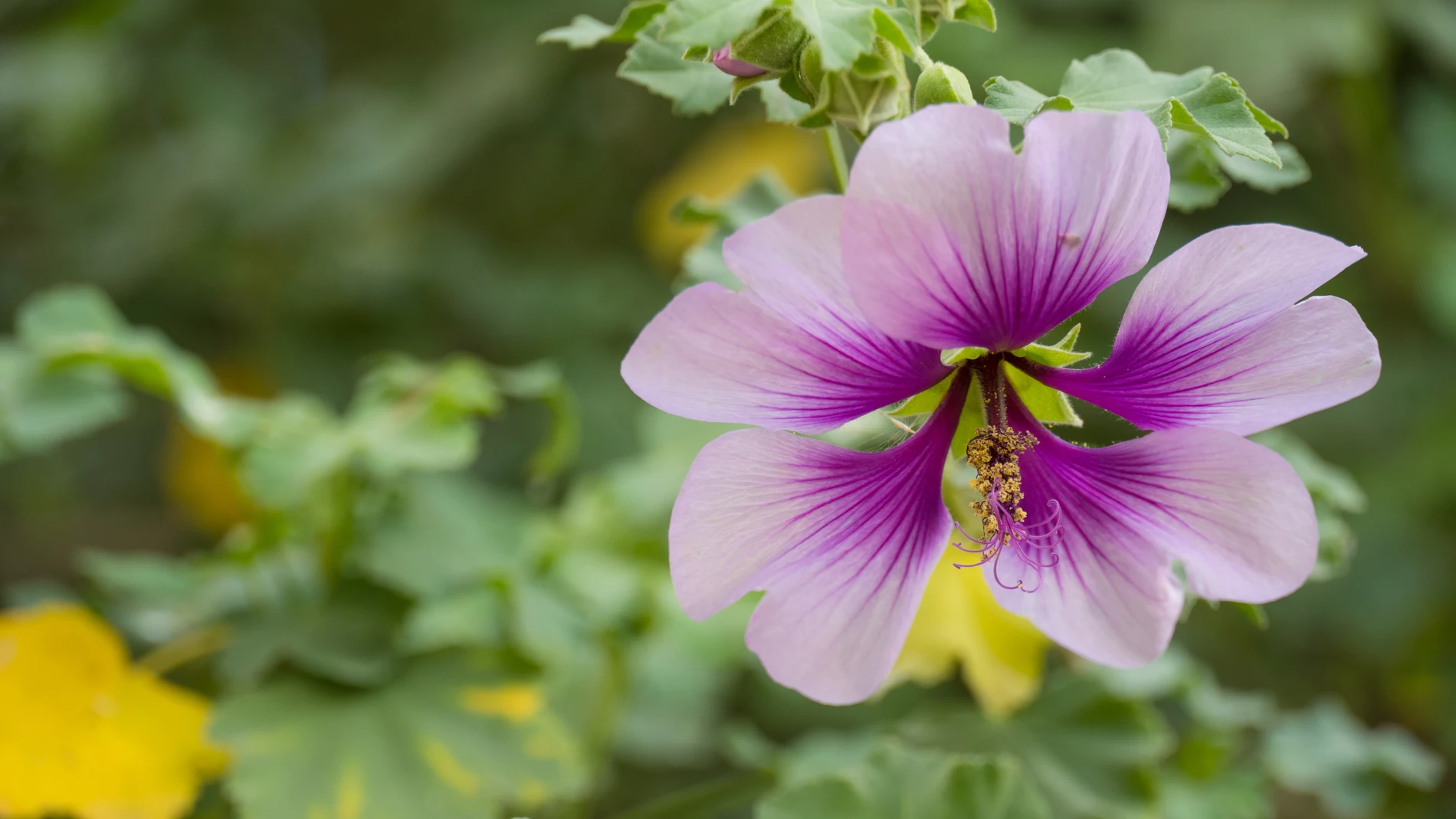 Malva acerifolia, una de las plantas estudiadas para reducir el calor urbano