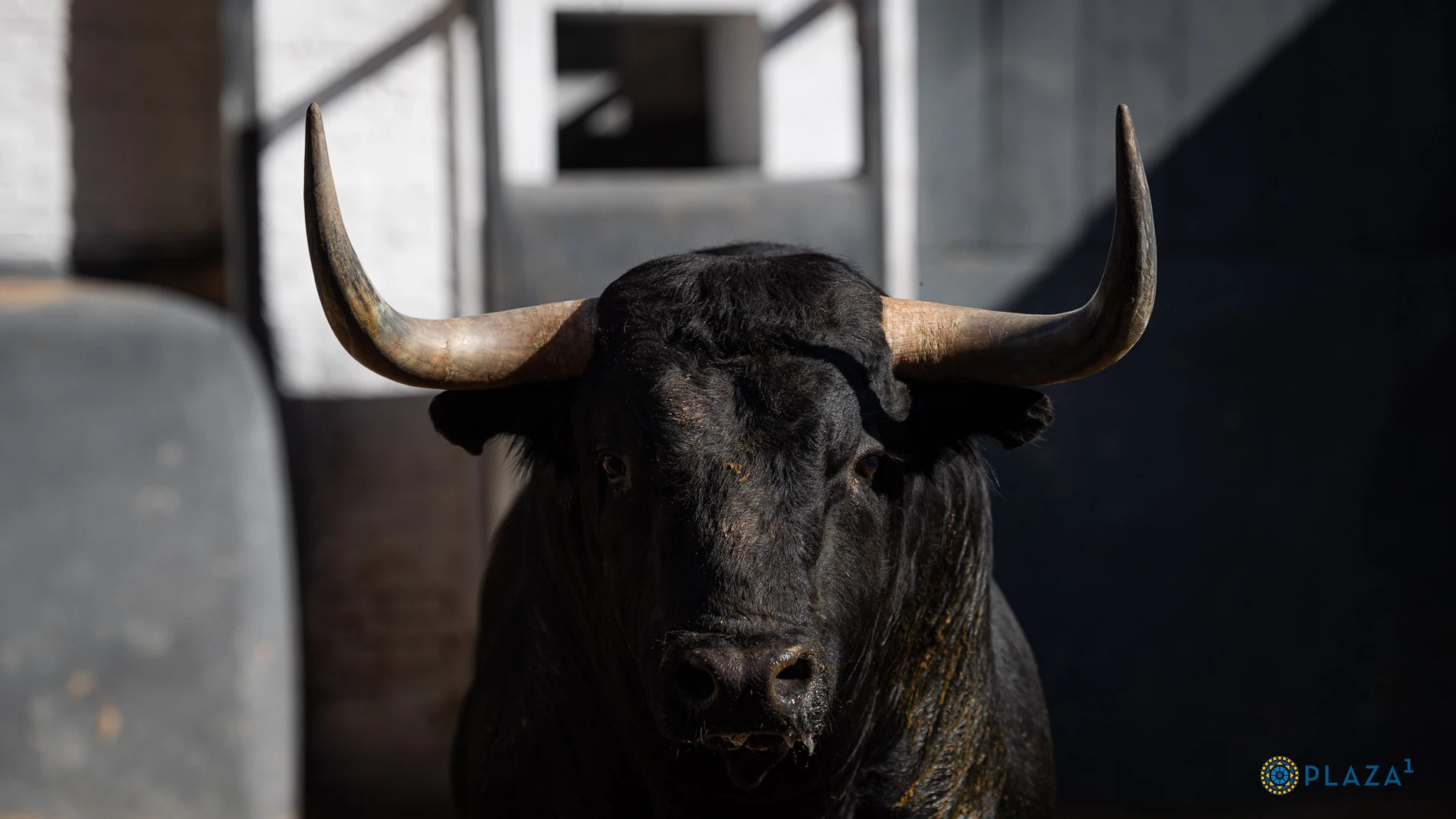 Estos son los ofensivos toros elegidos para la séptima del abono de Madrid