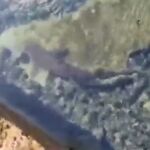 Un tiburón obliga a cerrar una piscina natural en Gran Canaria
