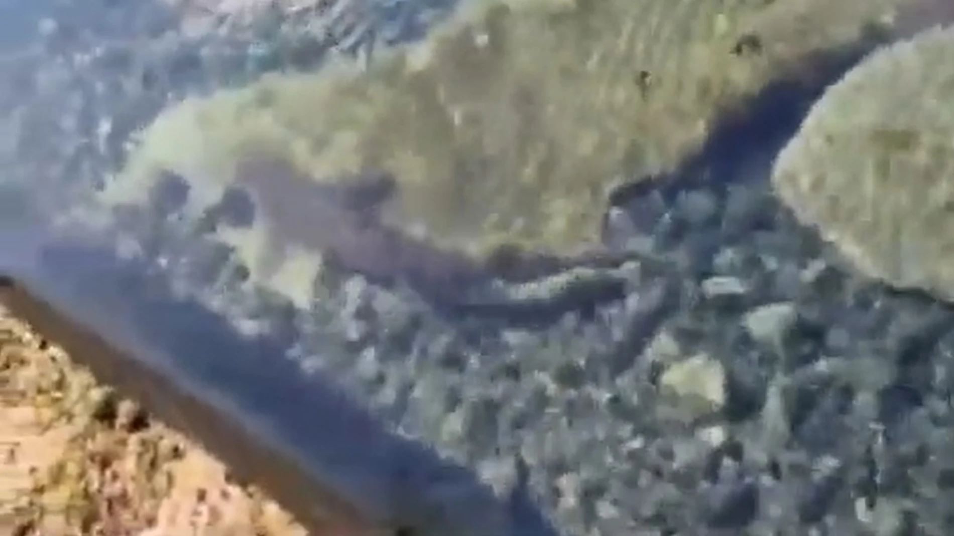 Tiburón en una piscina natural de Gran Canaria