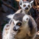 Tenerife celebra el nacimiento de tres lémures cola anillada, una especie en peligro de extinción