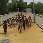 Cabras "jardineras" para quitar las malas hierbas de uno de los principales parques de Sevilla 