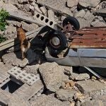 Un perro de rescate olfatea una zona siniestrada